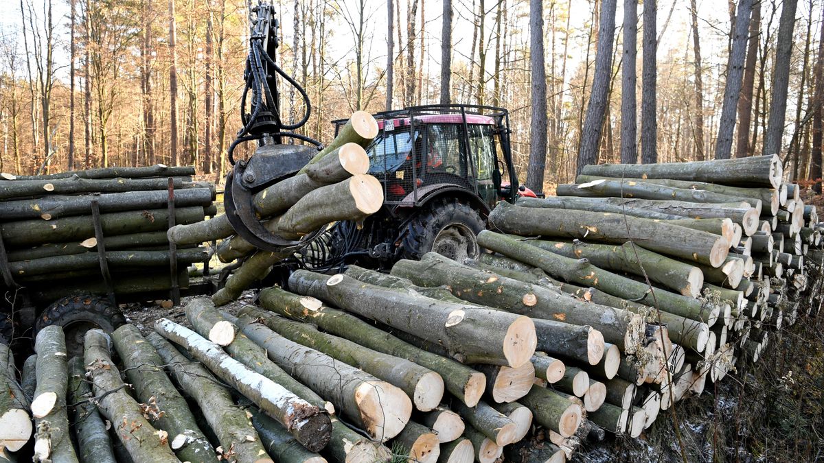 pozyskanie drewna
Darek Delmanowicz
drewna, drewno, drzewo, las, lasy pa�stwowe, lubacz�w, pilarz, pi�a, pozyskanie