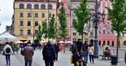 Wrocławski Rynek już cały zielony. Nad kostką posadzono piękne drzewa