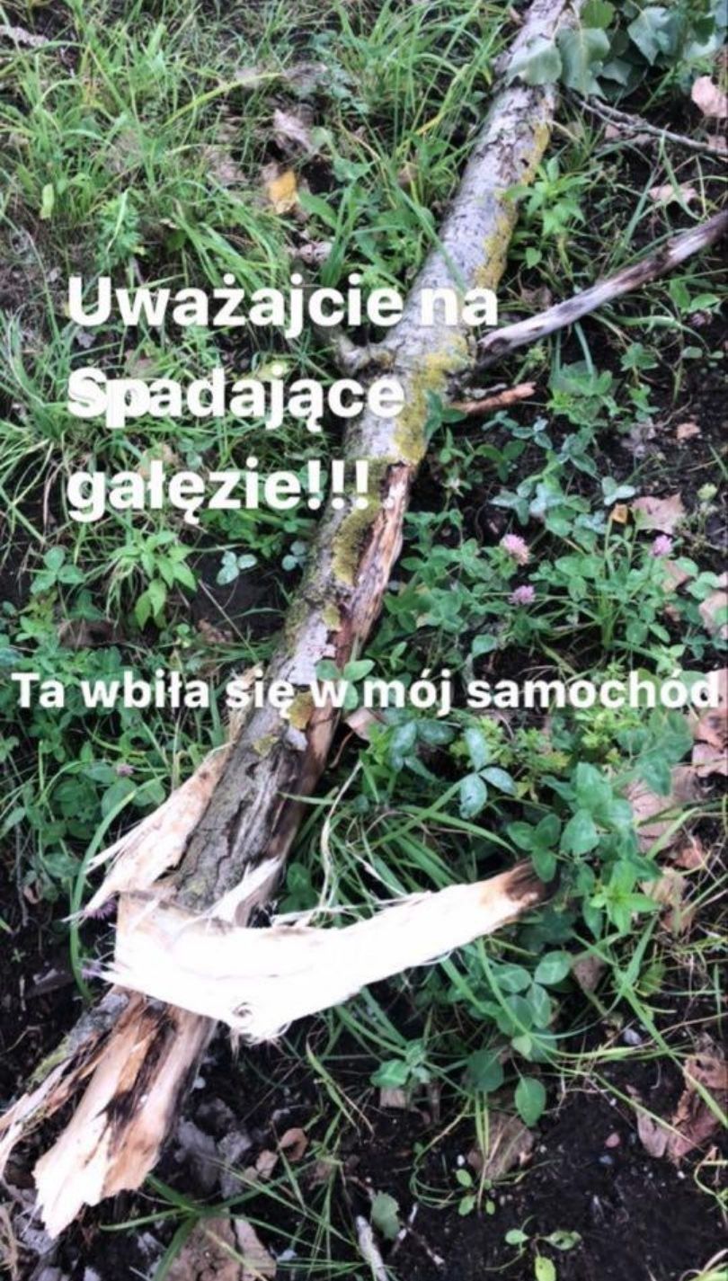 Małgorzata Ostrowska-Królikowska przestrzega przed spadającymi gałęziami
