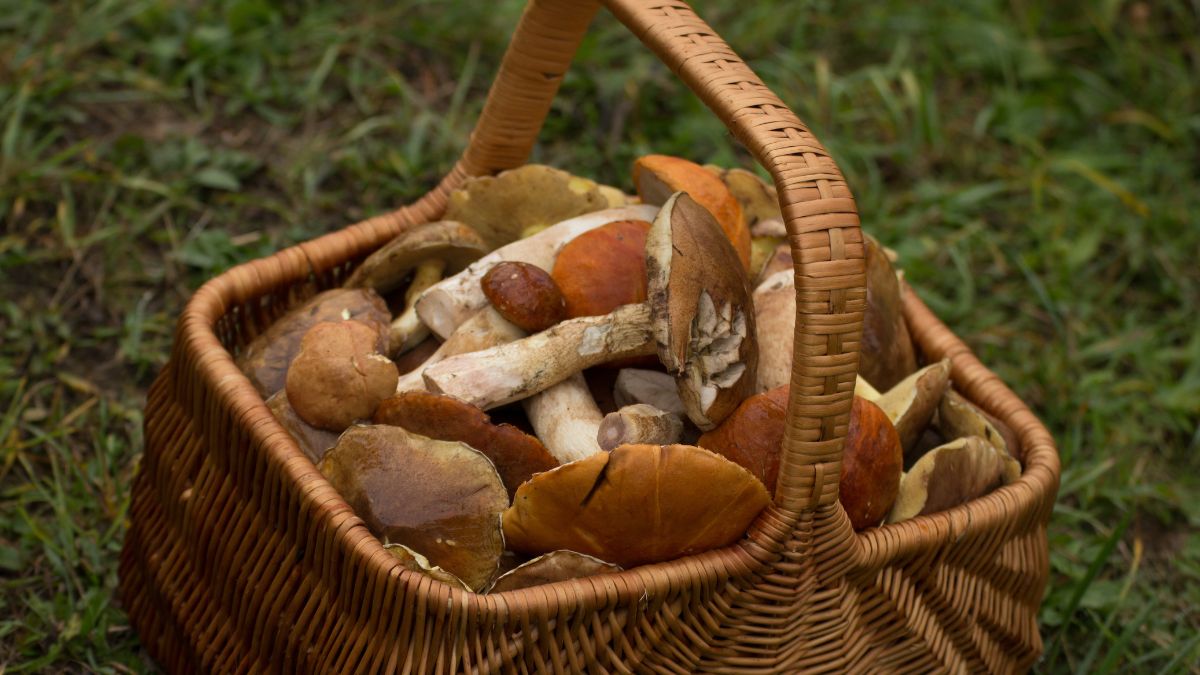 Grzybobranie z aplikacją. Robiłeś już to?