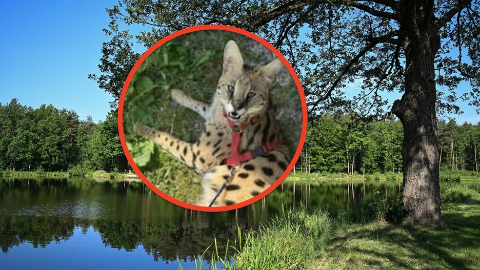 Serwal uciekł z prywatnej hodowli pod Opolem w czwartek. Może teraz być wszędzie