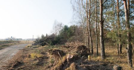 Rozpoczęła się wycinka ok. 40 ha lasów między Lublinem a Lubartowem. Zakaz wstępu z powodu niewybuchów