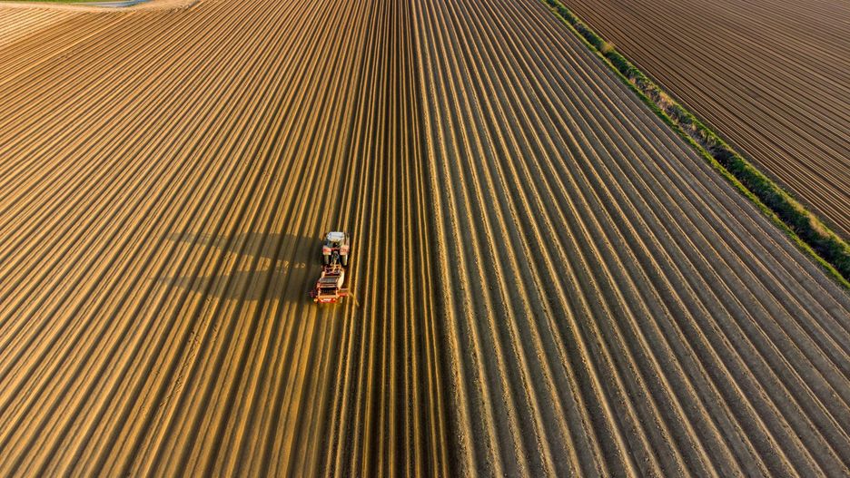 Największe zagłębia uprawowe ziemniaków (w tym skrobiowych, choć nie tylko) znajdują się w województwach o sprzyjających warunkach glebowych, takich jak Wielkopolskie, Kujawsko-Pomorskie i Łódzkie.
