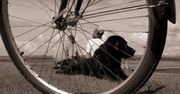 Na rower z psem - jak się do tego zabrać?