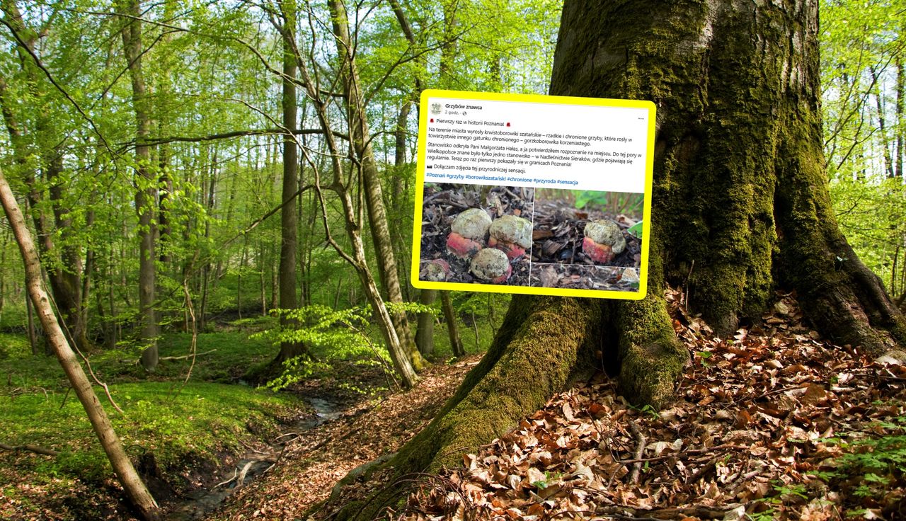 "Przyrodnicza sensacja". Historyczny widok w Poznaniu