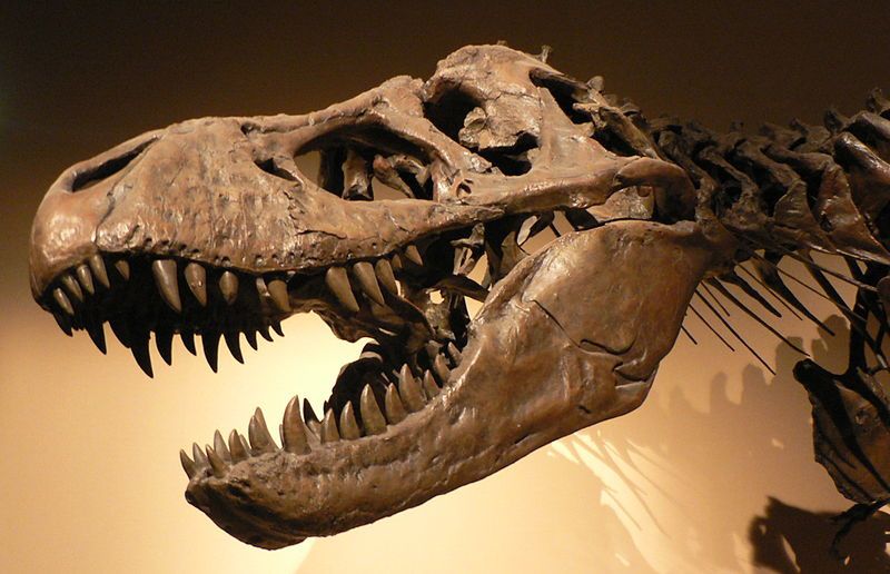 Tyrannosaurus rex był znacznie większy niż myśleliśmy