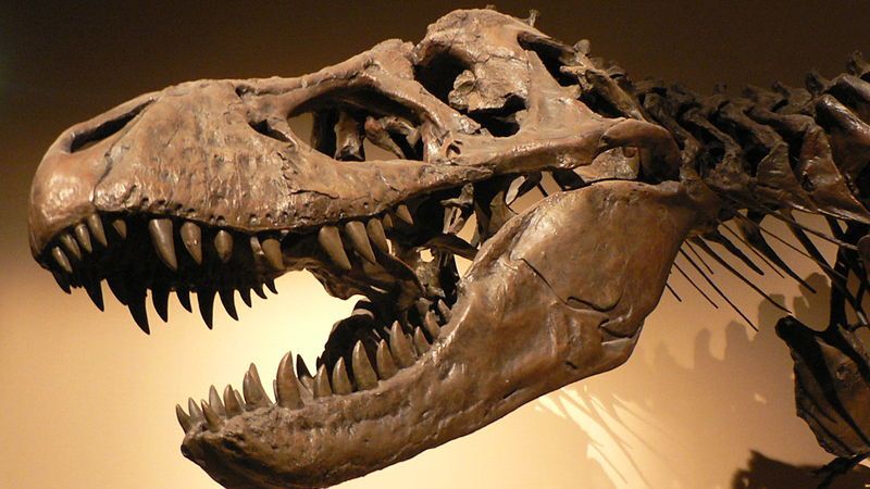 Tyrannosaurus rex był znacznie większy niż myśleliśmy 1