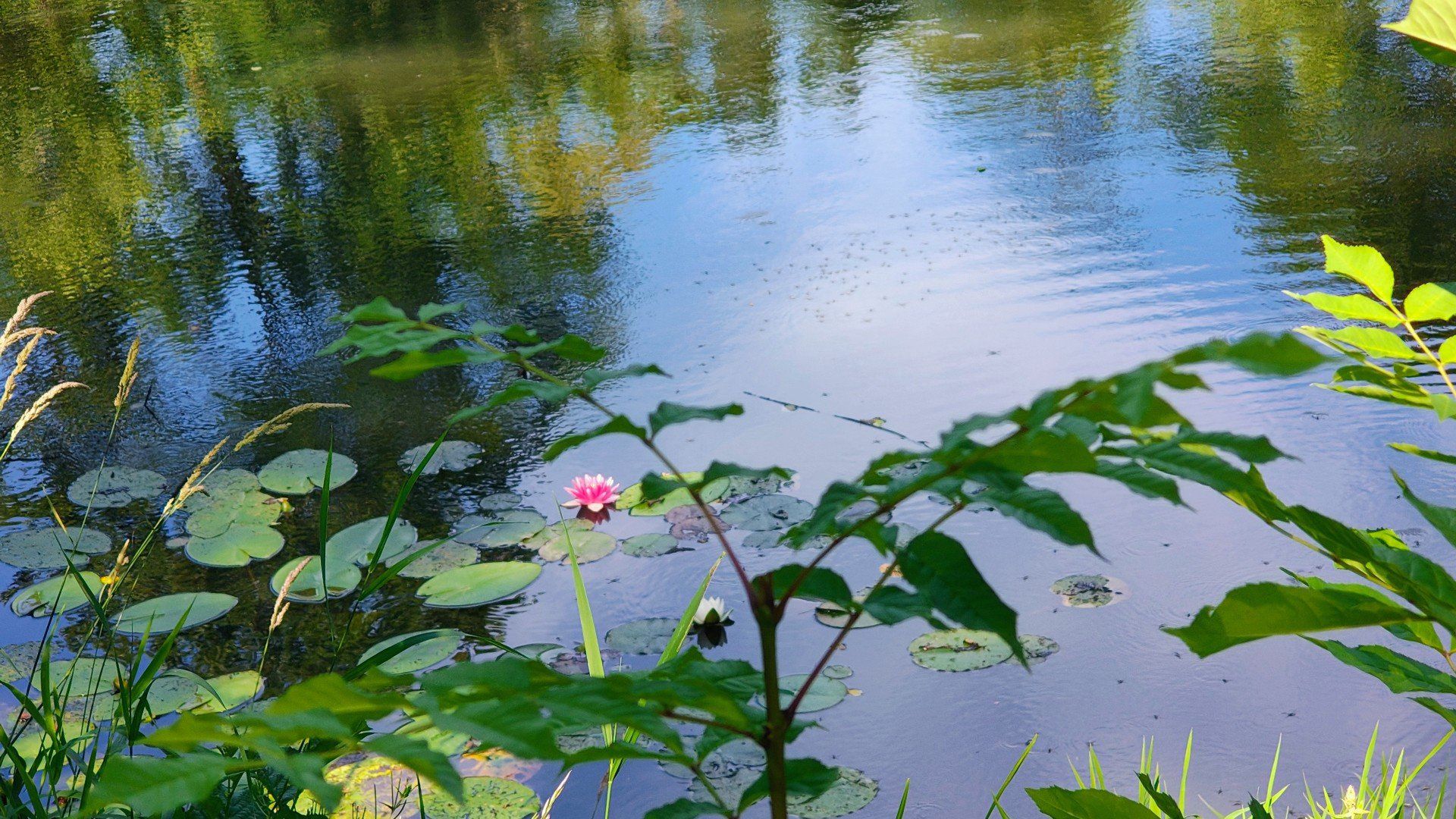 Park w Lipinkach