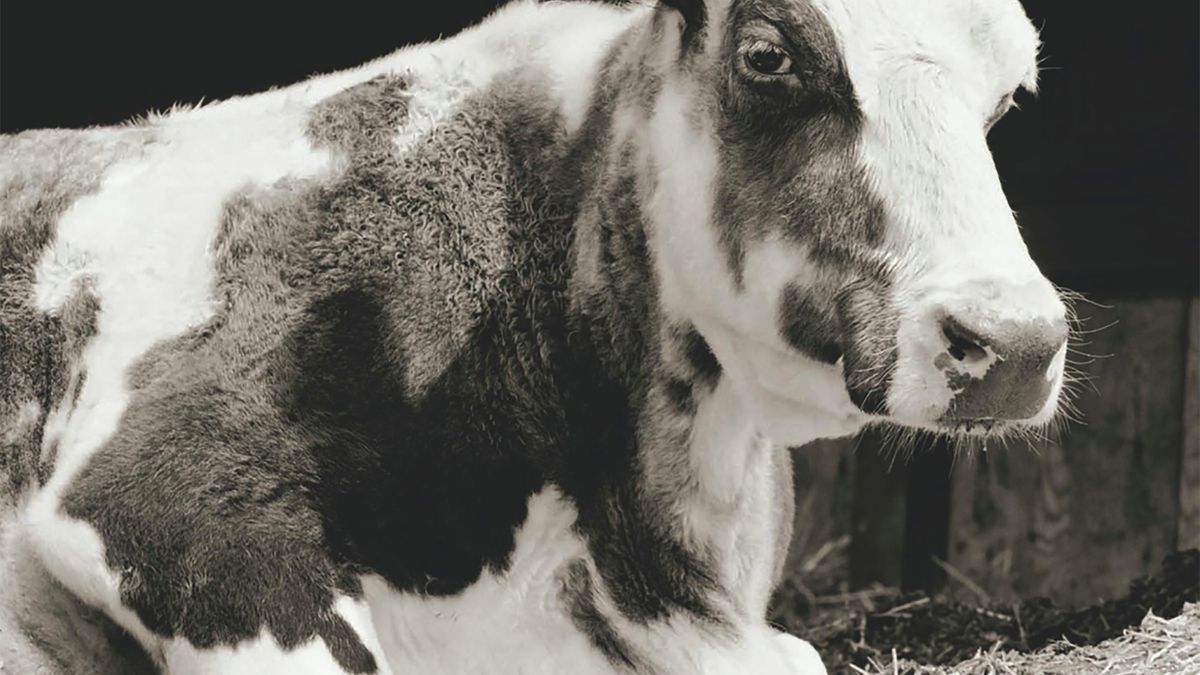 Te zwierzęta mogły zginąć w rzeźni. Zostały uratowane i dożyły starości 1
