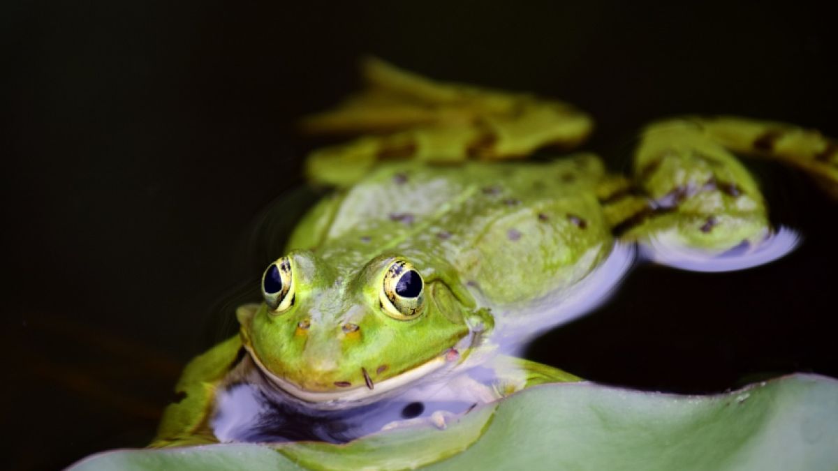 Sąsiad nasłał policję na 92-latką, bo przeszkadza mu żabi koncert