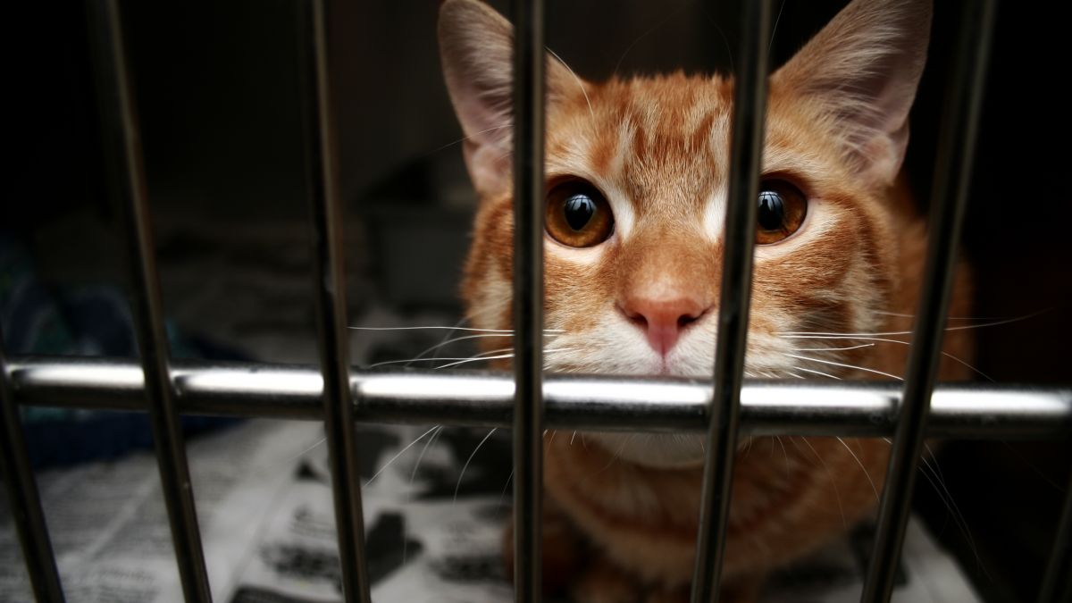 27-latka miała opiekować się zwierzętami siostry