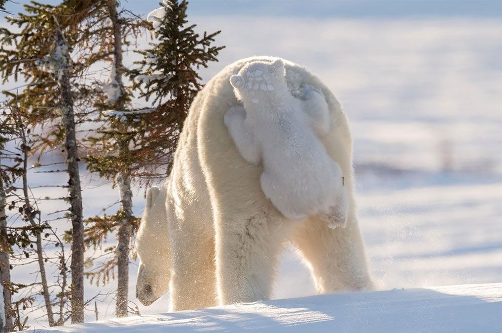 Najzabawniejsze zdjęcia finalistów The Comedy Wildlife Photography Awards 2017