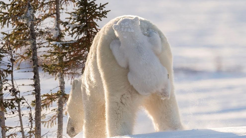 Najzabawniejsze zdjęcia finalistów The Comedy Wildlife Photography Awards 2017 1