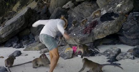 Koszmar na plaży w wakacyjnym raju. Małpy rzuciły się na dziecko
