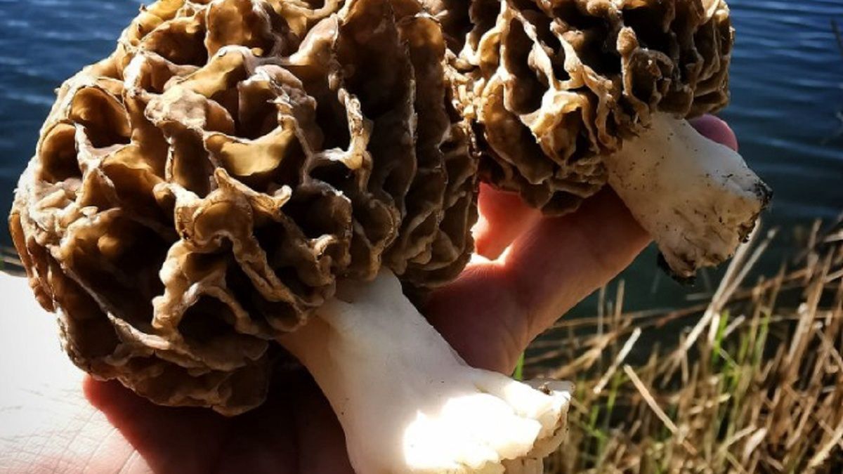 "Istny raj" w lasach