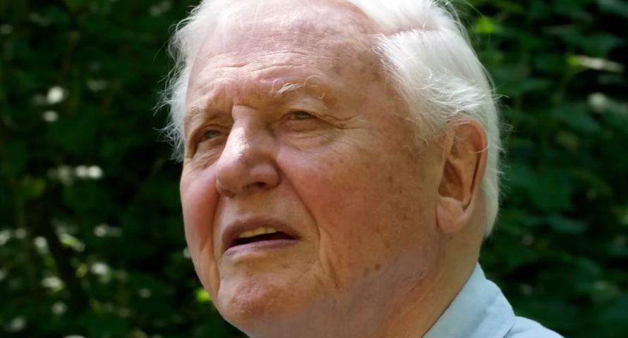 David Attenborough ma 100 lat. Tak są świętowane urodziny legendy BBC