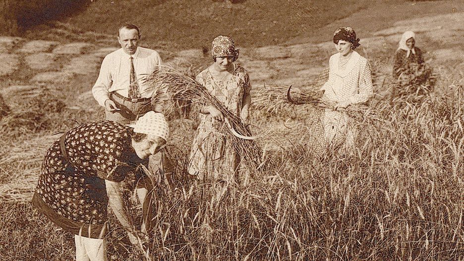 Symboliczny koniec żniw - rodzina ziemiańska dokonuje ostatnich cięć sierpami, kieleckie (reprodukcja z 1932 r.)
