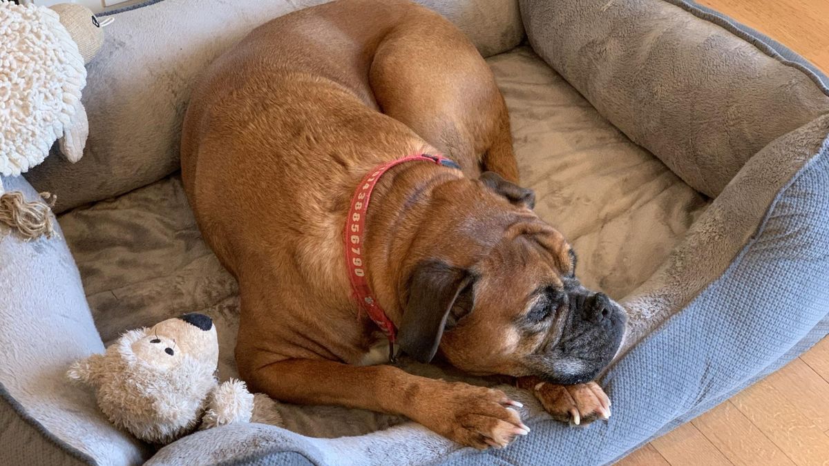 Pies często leży na brzuchu? Może w ten sposób sygnalizować choroby