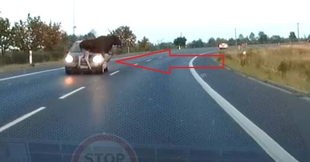 Dobrze, że wszystko nagrywał. Nagle wyskoczył przed maskę