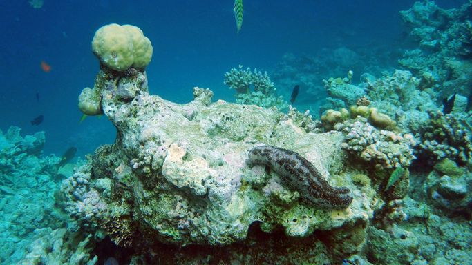 Strzykwa to gatunek wyspecjalizowanych mułożerców, które budzą wiele emocji, głównie ze względu na swój nieapetyczny wygląd, ale i zachowanie. 