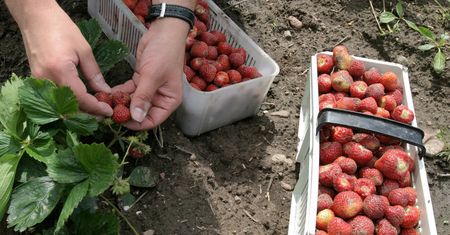 600 zł "na rękę" za dzień pracy. "Kto chce zarobić, ten da radę"