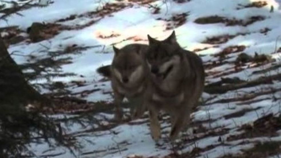 Wilki pojawiły się w gminie 