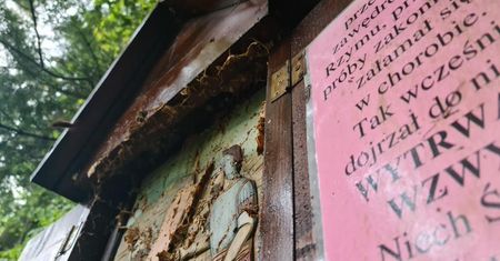 Tam ukryły się szerszenie. Zaatakowały polskich pielgrzymów