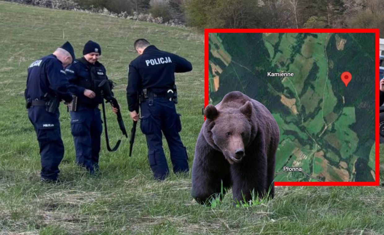 Wstrząsający widok w lesie. 