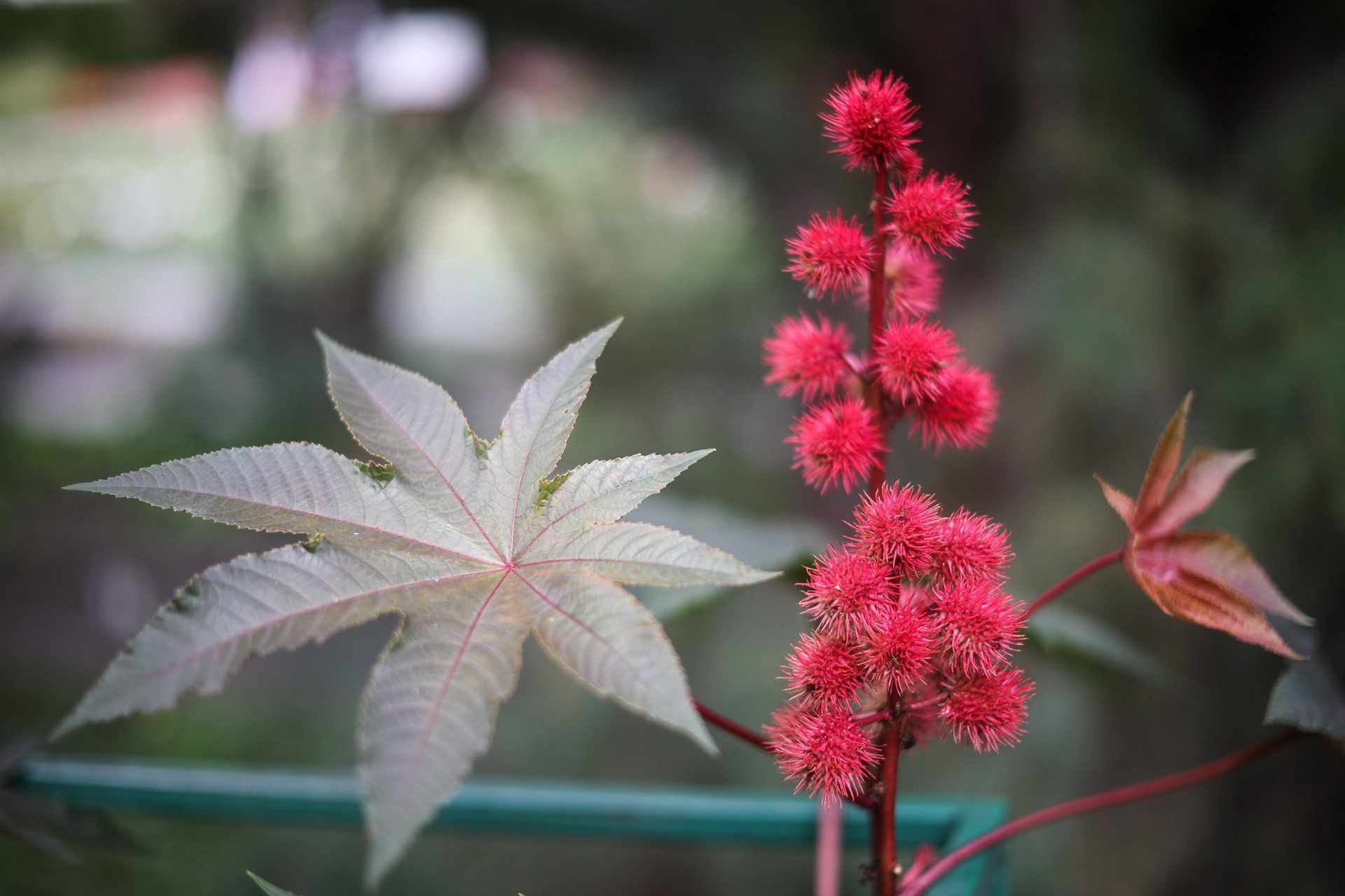 Rącznik pospolity (Ricinus communis) w Ogrodzie Botanicznym Uniwersytetu Jagiellońskiego w Krakowie