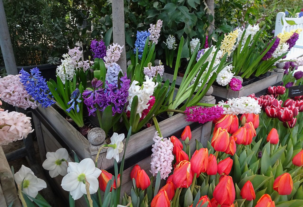 Co zrobić z roślinami cebulowymi wiosną? Nie ścinaj liści zbyt wcześnie