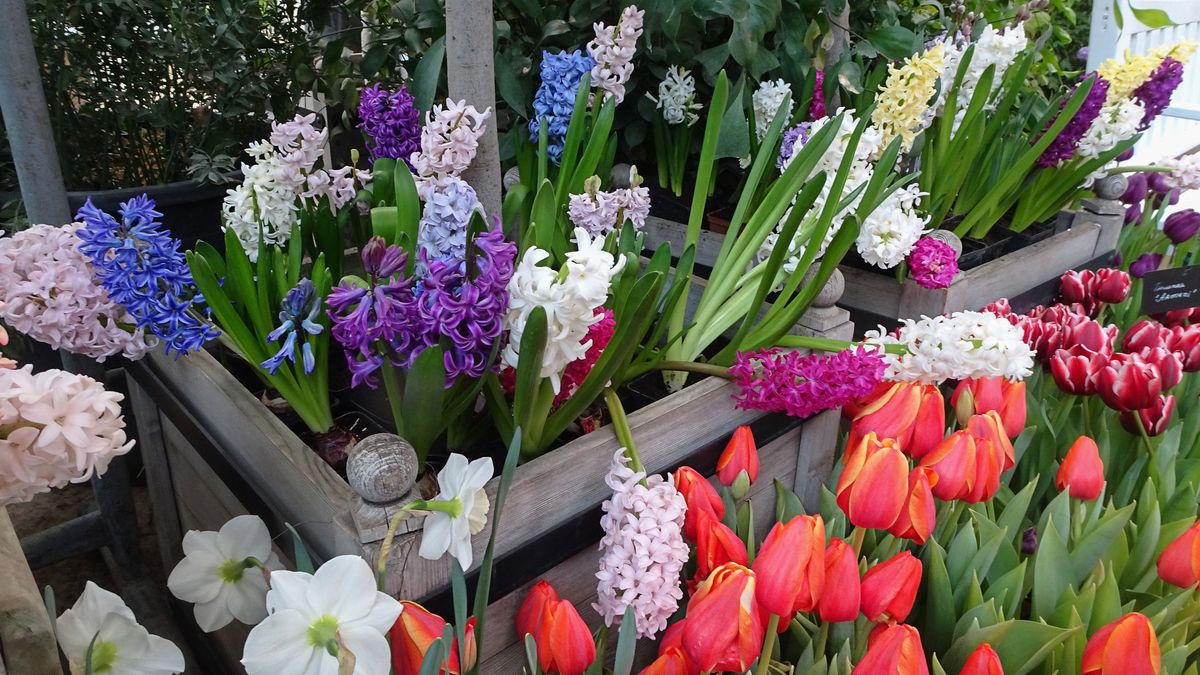 Co zrobić z cebulami po przekwitnięciu kwiatów?