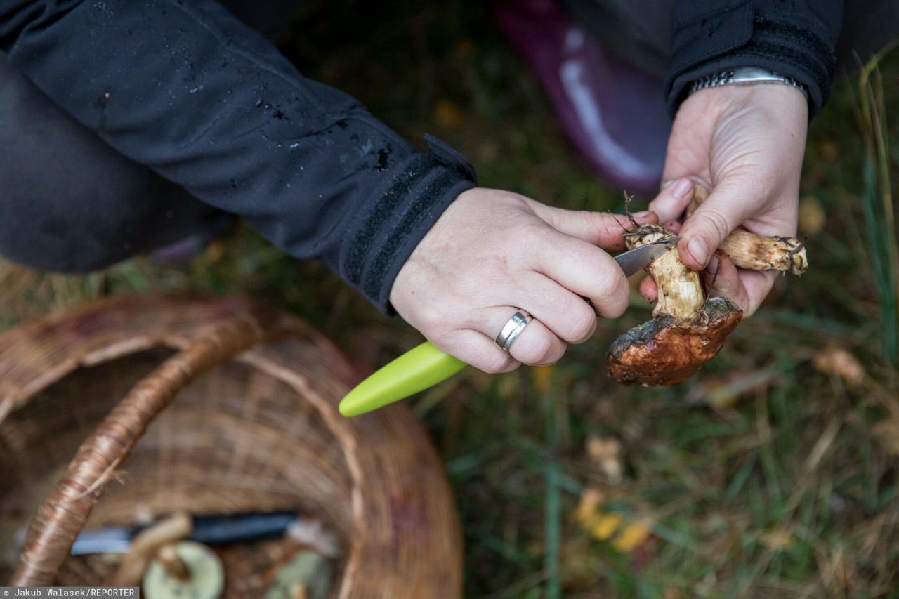 Polacy uwielbiają grzyby i się nimi trują. Takie błędy popełniają najczęściej