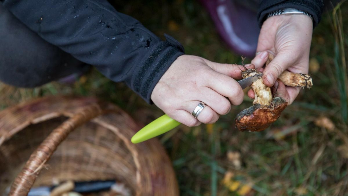 Eksperci alarmują. Polacy jedzą trujące grzyby