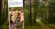 Wygląda jak bursztyn. Możną ją znaleźć w lesie
