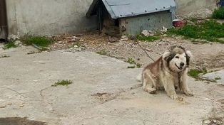Zaniedbany i chory pies na łańcuchu. Policja i OTOZ Animals interweniują w powiecie wejherowskim