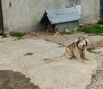 Zaniedbany i chory pies na łańcuchu. Policja i OTOZ Animals interweniują w powiecie wejherowskim