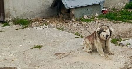 Zaniedbany i chory pies na łańcuchu. Policja i OTOZ Animals interweniują w powiecie wejherowskim