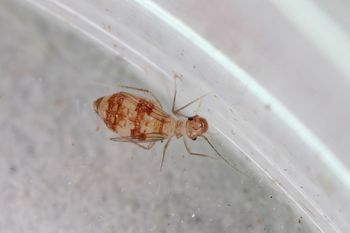 Rozmnażają się błyskawicznie. Gdy zauważysz w domu, szybko reaguj