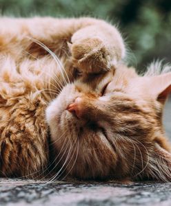 Wrocław. Studenci UE wspierają zwierzęta. Zbiórka dla fundacji Pręgowane i Skrzydlate