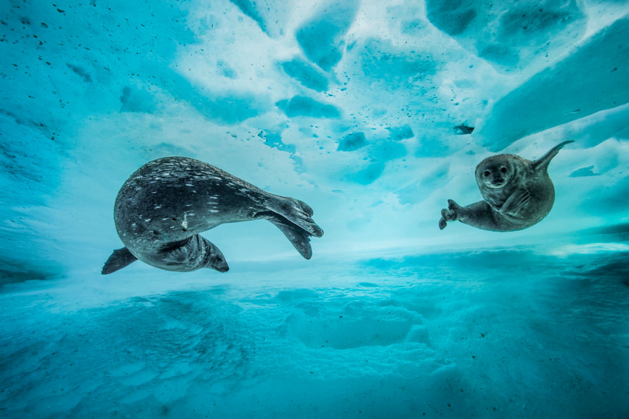 Zdjęcia finalistów Wildlife Photographer of the Year 2017 to mistrzostwo fotografii przyrody 13