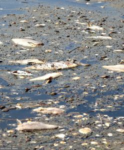 Berlin oskarża Polskę. Dojdzie do kolejnej katastrofy