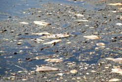 Berlin oskarża Polskę. Dojdzie do kolejnej katastrofy