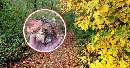 Pokazała, co znalazła w lesie. Wystarczył kawałek szkła
