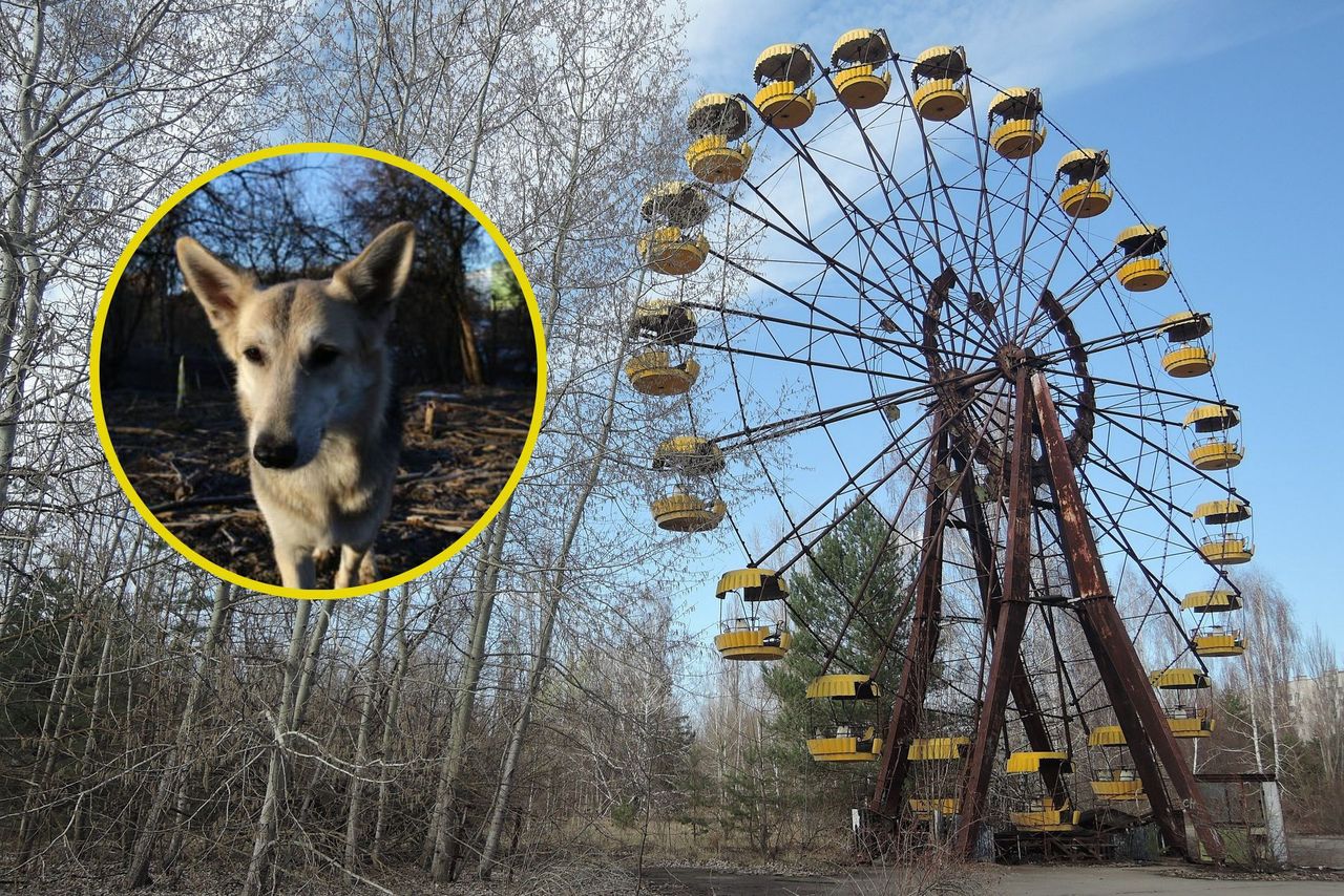 Chornobyl dogs' dna evolves, reveals survival secrets