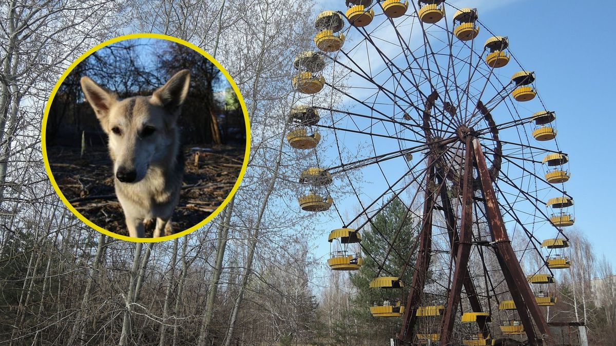 Psy z Czarnobyla zbadane przez naukowców. Wyniki szokują