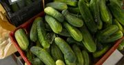 Co się dzieje na rynku ogórków? Ceny jak sprzed lat