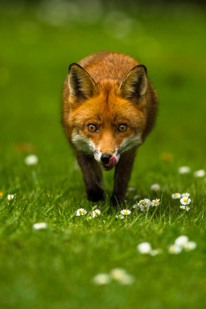 Oto najlepsze zdjęcia przyrody w konkursie British Wildlife Photography Awards 2014 6