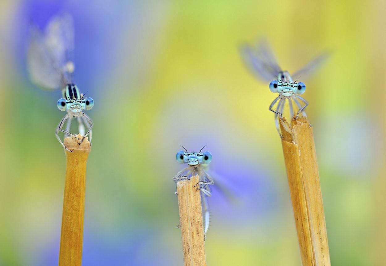 Najlepsze zdjęcia przyrody w The Nature Conservancy Photo Contest 2019 5
