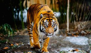 Opiekun tygrysa popełnił błąd. Tragedia w Rumunii