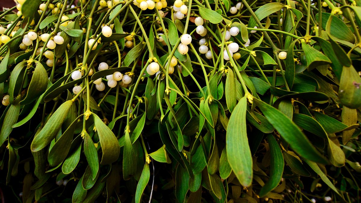 Jemioła to popularna ozdoba świąteczna